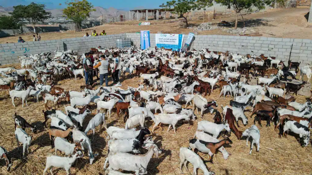 5,396 sheep were distributed to farmers to enhance livelihoods and livestock in rural communities